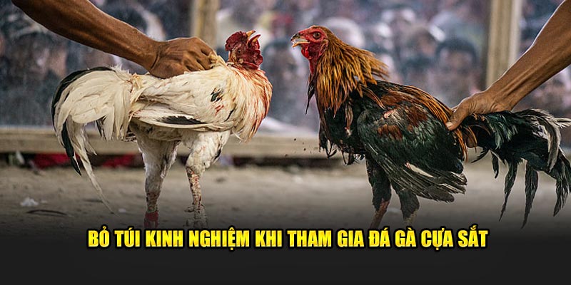 Bỏ túi kinh nghiệm khi tham gia đá gà cựa sắt Bỏ túi kinh nghiệm khi tham gia đá gà cựa sắt