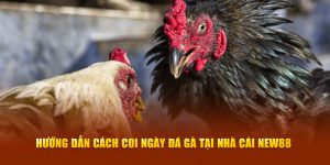 coi ngày đá gà