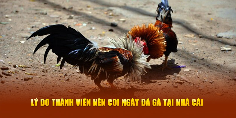 Lý do thành viên nên coi ngày đá gà tại nhà cái Lý do thành viên nên coi ngày đá gà tại nhà cái