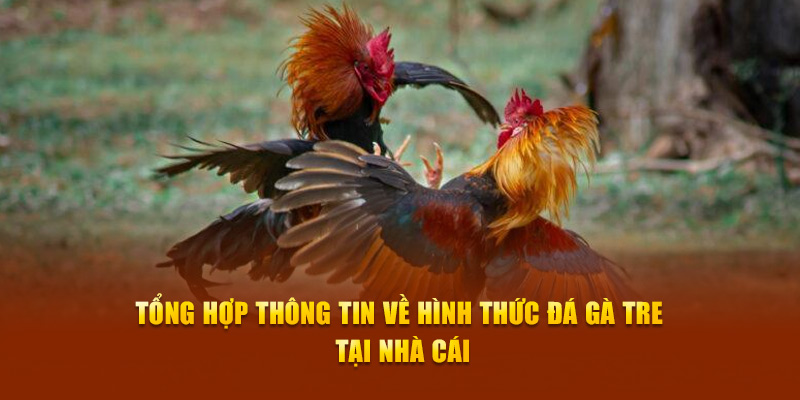 Tổng hợp thông tin về hình thức đá gà tre tại nhà cái Tổng hợp thông tin về hình thức đá gà tre tại nhà cái