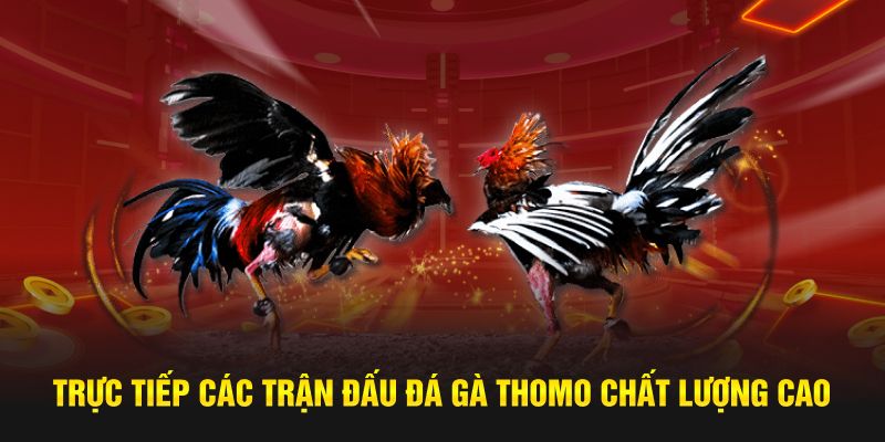 Hệ thống sóng trực tiếp đá gà Thomo Hệ thống sóng trực tiếp đá gà Thomo